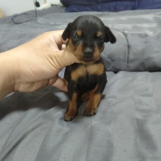 เปิดจองลูกสุนัข Miniature Pinscher 5