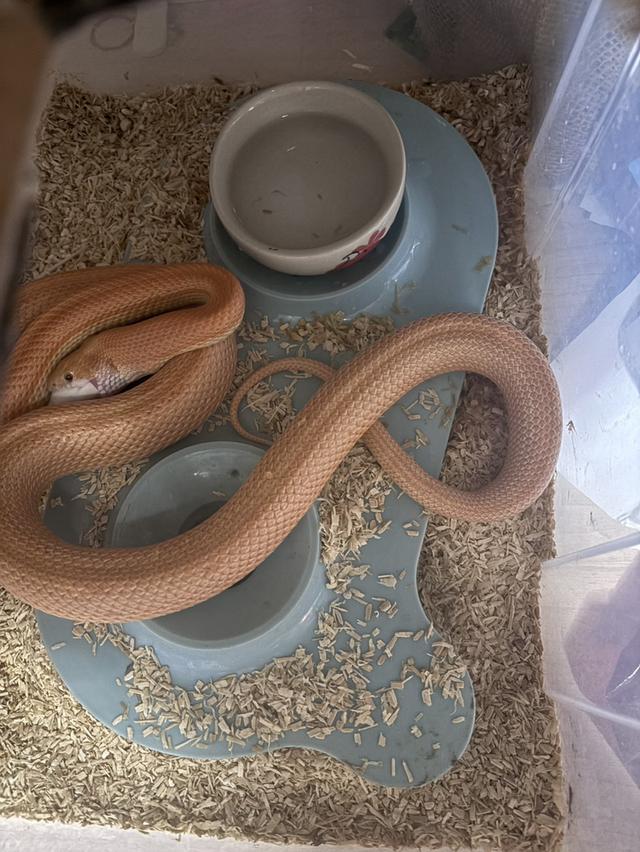 ส่งต่องู cornsnake 