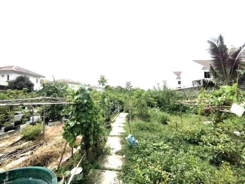 ขาย ที่ดิน 1 ไร่ ถมแล้ว หลังเดอะวอล์ค ราชพฤกษ์ 3