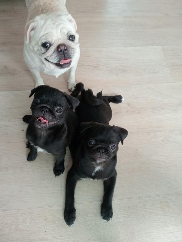 ลูกสุนัขสายพันธุ์ปั๊กแท้ พ่อแม่มีใบเซอ 2