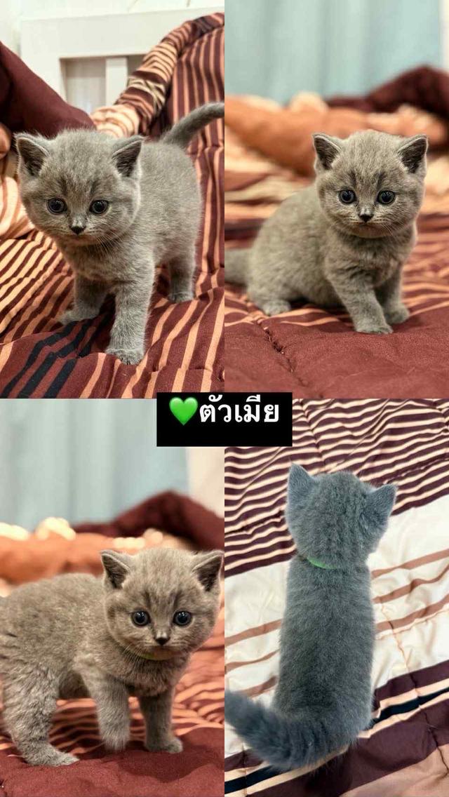 บริติช ช็อตแฮร์ สีบลู 4