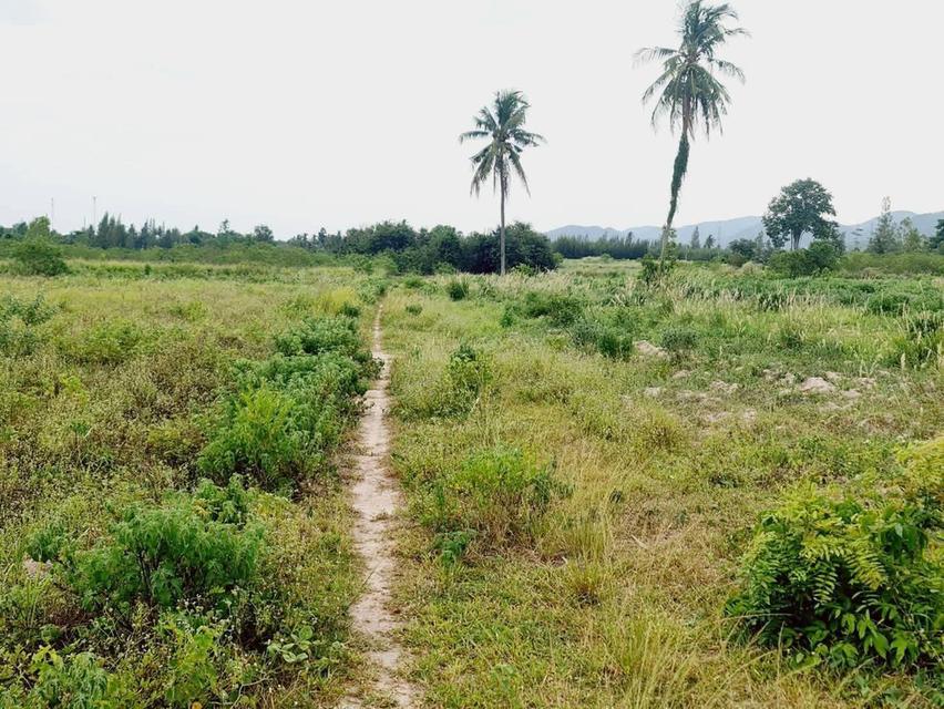 ที่ดินเพชาบุรีเกือบ​ 6 ไร่ฟรีค่าโอน 2