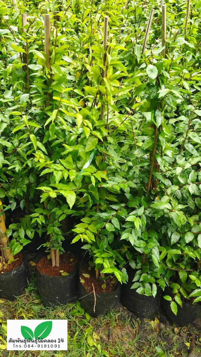 โมก ต้นโมก โมกพวง โมกทำรั้ว