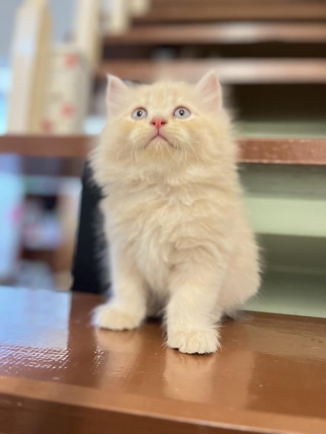 แมวเปอร์เซีย สีส้ม สีครีมเสือ แท้ รูปที่ 12