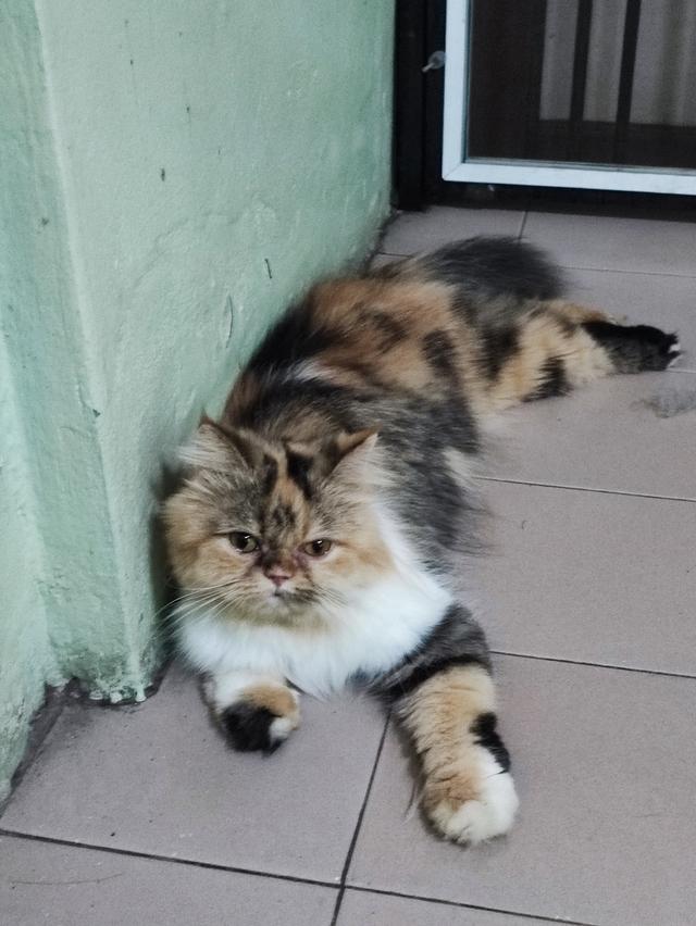 Persian big femail cats รูปที่ 7