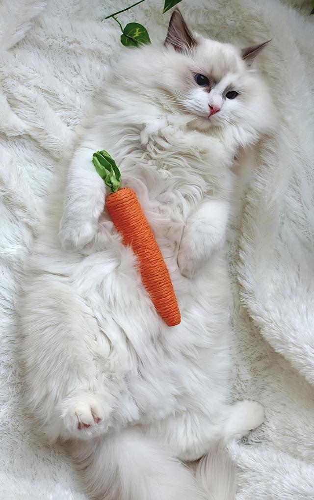 ลูกแมวแร็กดอลล์สายพันธุ์แท้ ดวงตาสีฟ้าสวยงาม 🐾💙 รูปที่ 10