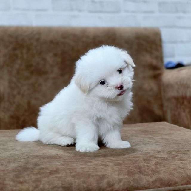 น้องปุยเมฆชิสุผสมพุดเดิ้ล 3