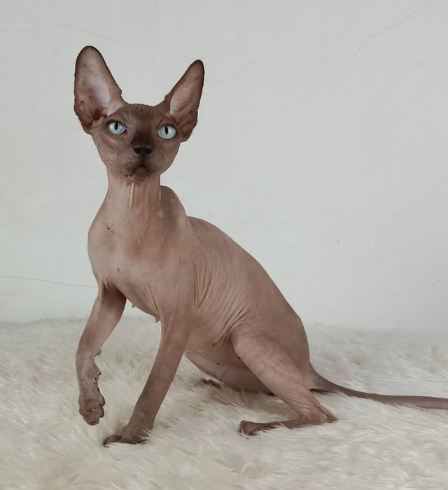 23.แมวสฟิงซ์/เพศเมีย หาบ้าน Sphynx Cat/Female looking for a new home 6