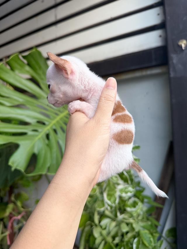 ชิวาวาแท้ ขนสั้นทีคัพ เพศผู้ 10