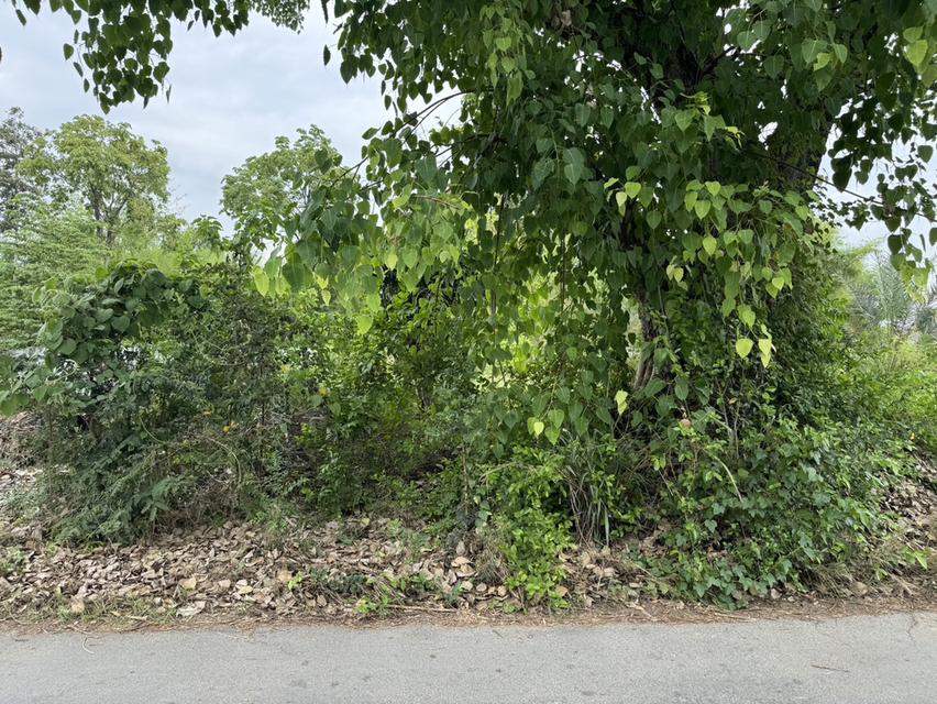 ขายที่ดิน 376 เกือบไร่ โฉนด สวยๆ สันปาตอง เชียงใหม่ Land on sale at San Pa Tong Chiang Mai 1