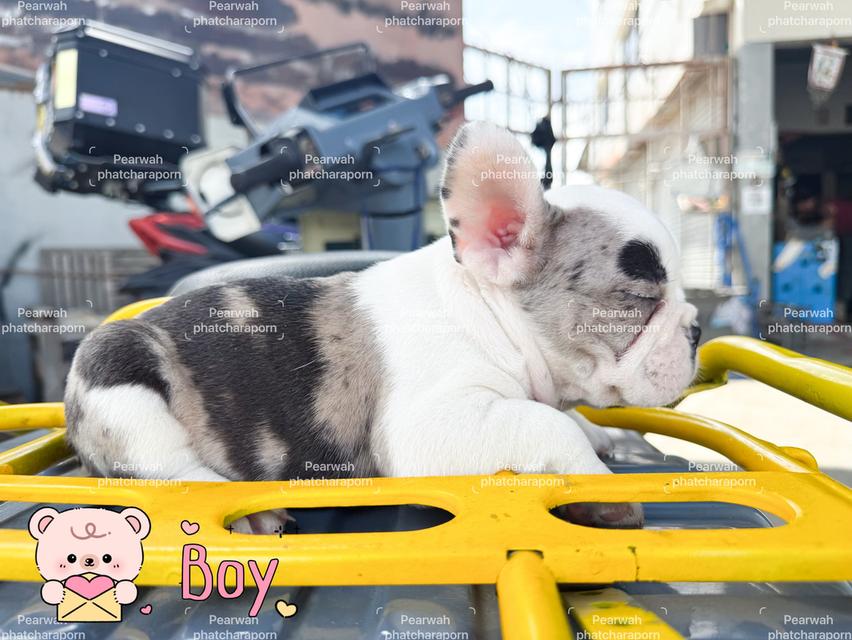 บ่าวเหนือ เฟร้นซ์บลูด็อก 6