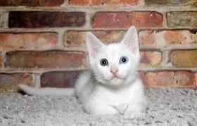 แมวขาวมณีตาสวย