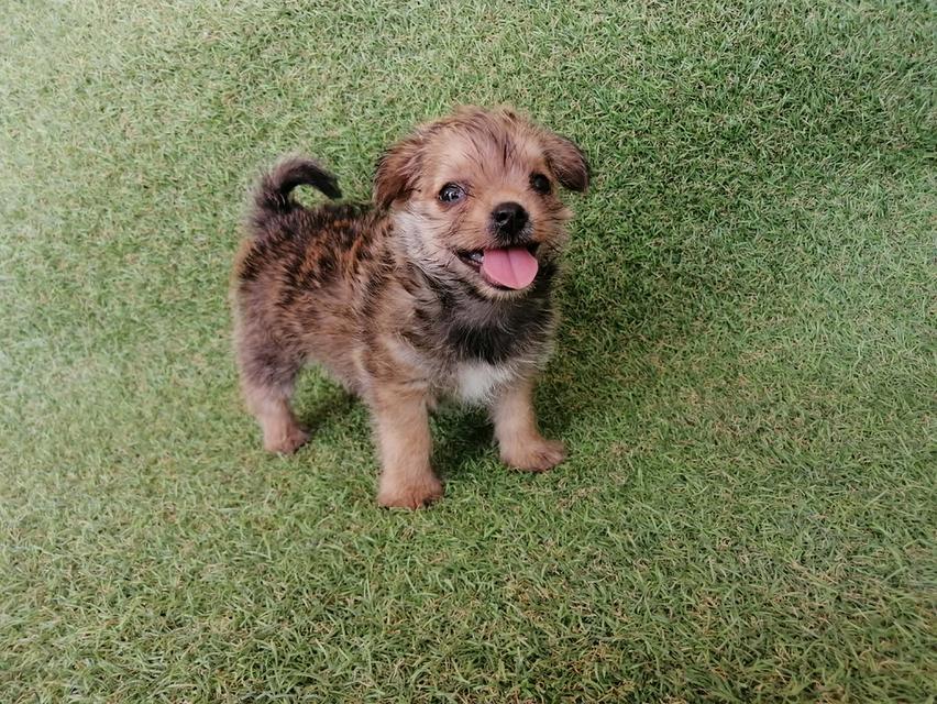 จัดโปรสงกรานต์ 3900 ลดเหลือ 3000 ชิสุห์ชิวาว่า ญ. พร้อมย้าย