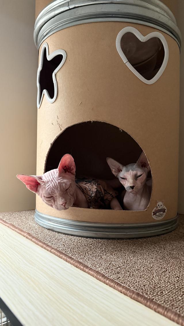 แมวสฟิ้งซ์ อายุ1ปี ยังไม่ทำหมัน