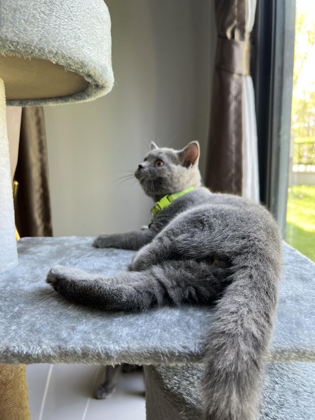ลูกแมว บริติช ช็อตแฮร์ ใบเพ็ดนอกWCF(British Shorthair) 8
