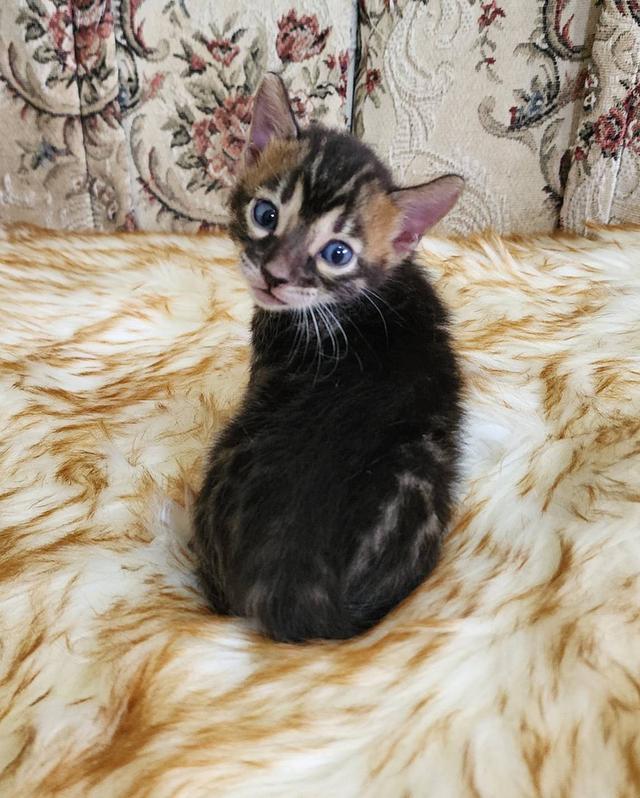 แมว สายพันธุ์​ Bengal