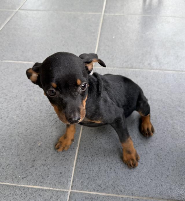 ลูกสุนัขพันธุ์มิเนเจอร์ (Miniature Dogs) 7