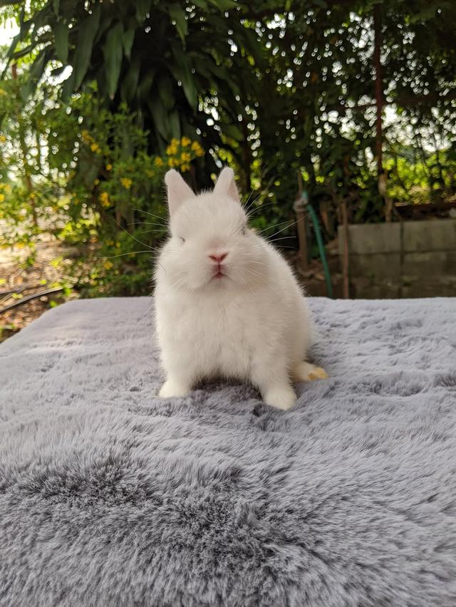กระต่าย​ ND​