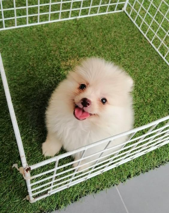 ปอมเเท้เพศผู้ พร้อมย้าย