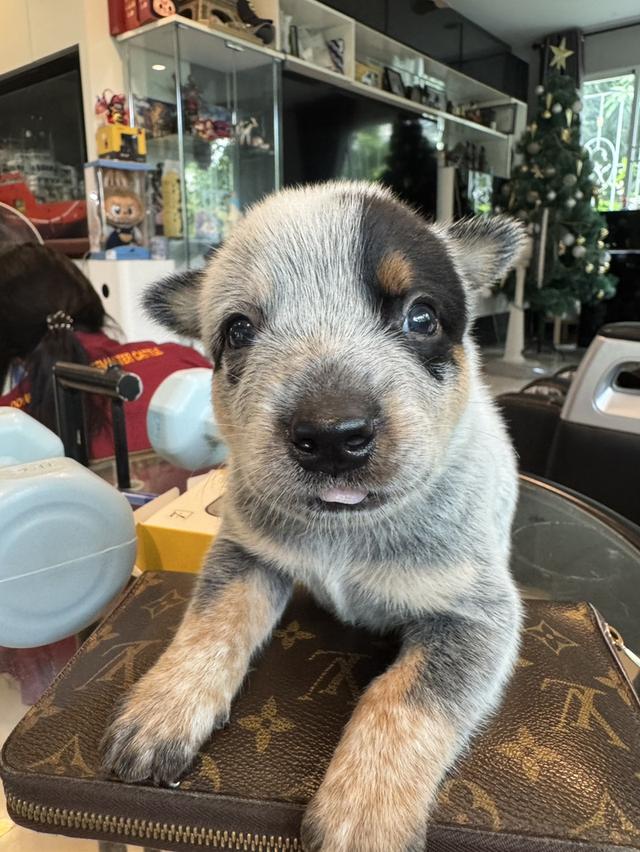 Blue Heeler (Australian Cattle Dog) 4