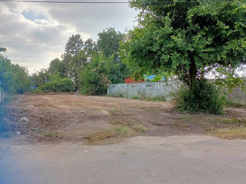 ขายที่ดินหนองปรือ พัทยา 199 ตรว.ถมแล้วซอยร่วมสุข12 ใกล้อ่างเก็บน้ำมาบประชัน-1.9กม. อ.บางละมุง ชลบุรี 1