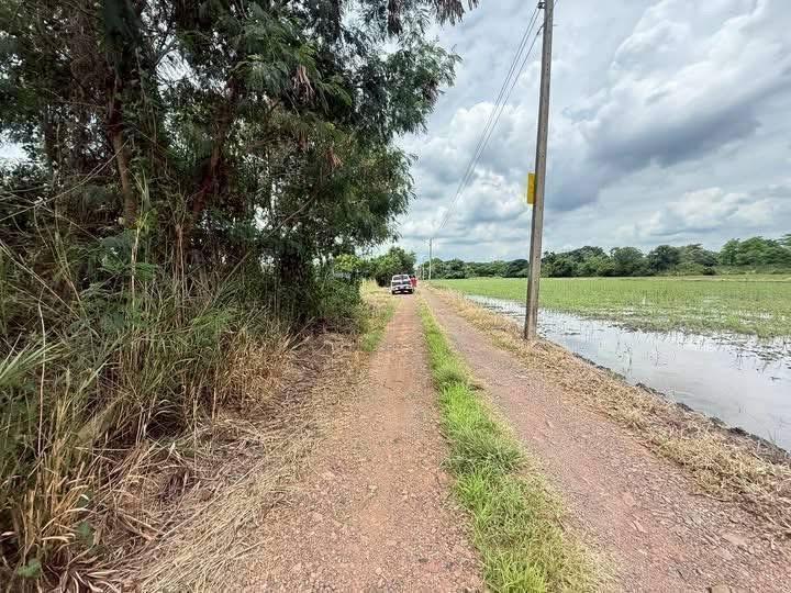 ขายด่วนที่ดินถมแล้ว 200 ตารางวา ถมแล้วทั้งแปลง สูงกว่าถนนคลองห้าตะวันตก 19 อ.คลองหลวง จ.ปทุมธานี 5