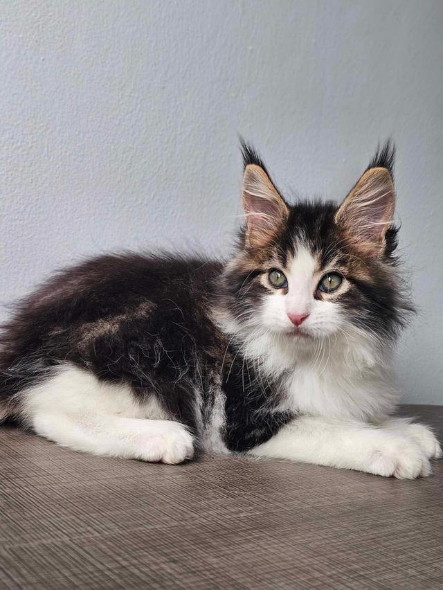 แมวเมนคูนสายพันธุ์แท้