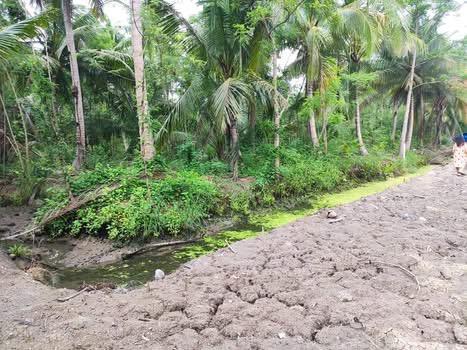 ที่ดินร่องสวน เหมาะทำที่พัก โฮมสเตย์ 1