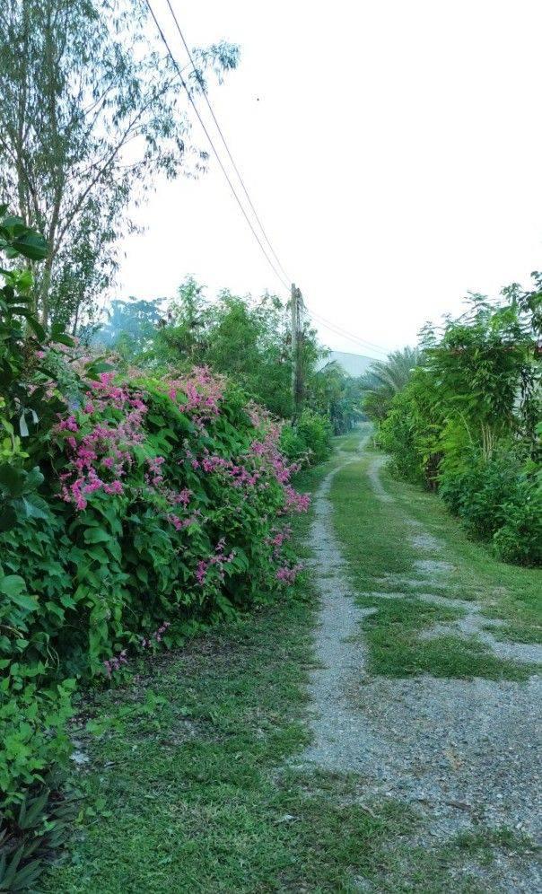 ขายที่ดิน อ.บ้านโป่ง  จ. ราชบุรี 6 ไร่ พร้อมบ้าน 3 หลัง  14