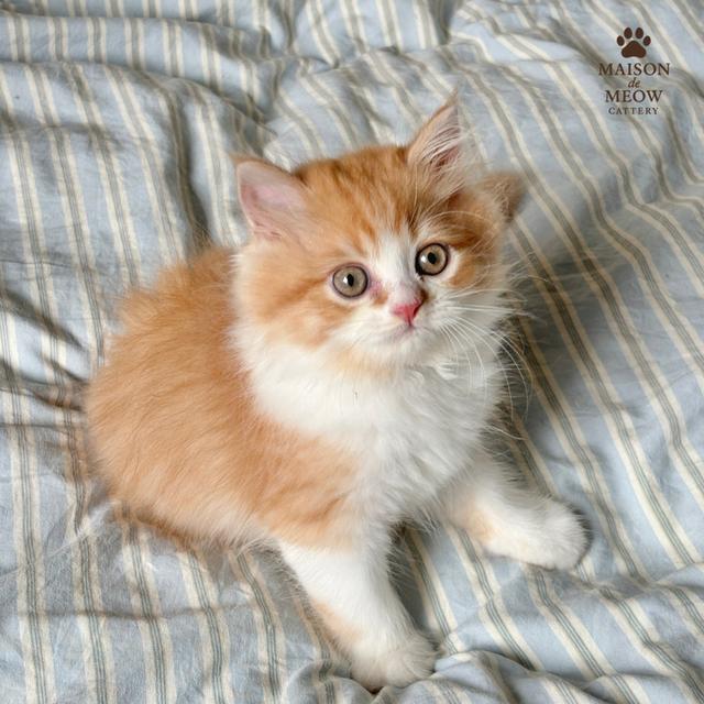 ❌ได้บ้านแล้ว เปอร์เซียส้มขาว ดช/ดญ 7