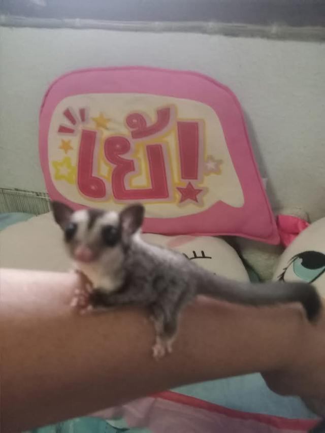 Sugar Glider อายุ 5 เดือน