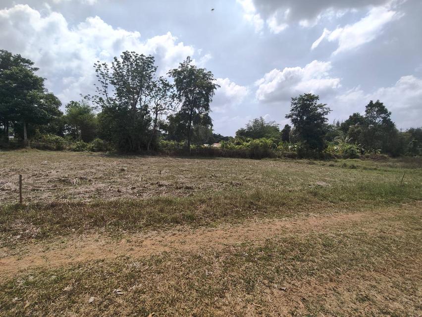 ขายที่ดินเปล่า แถวหนองบุ อุดรธานี 3