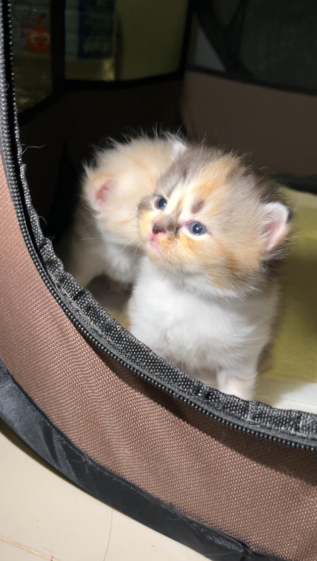 แมวสามสี เปอร์เซียผสม มี2ตัว น่ารักมาก หน้ากลม พ่อตาฟ้า