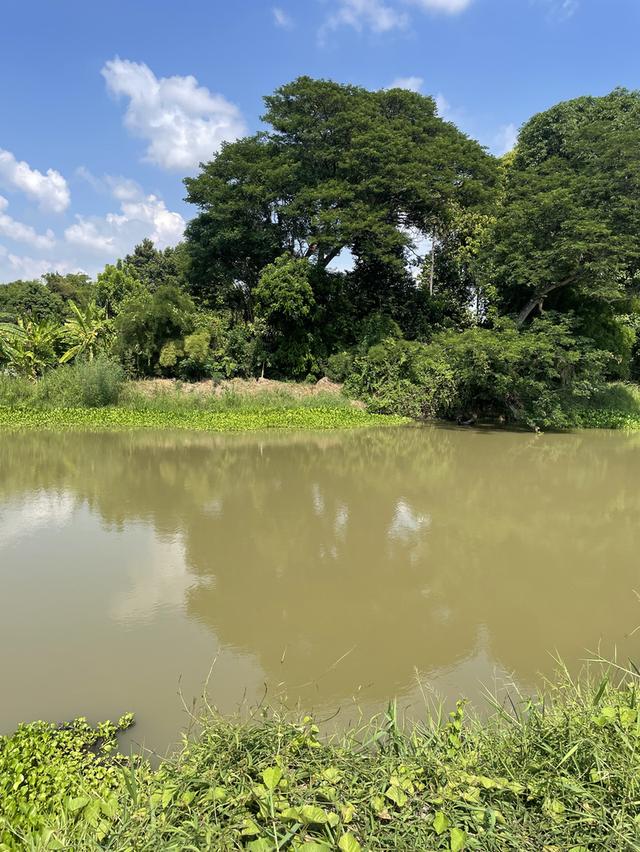 ทึดิน 4 ไร่ ทีสวย ไม้ใหญ่ยางนา 80++ ตำบลปากน้ำ เดิมบางนางบวช สุพรรณบุรี 7