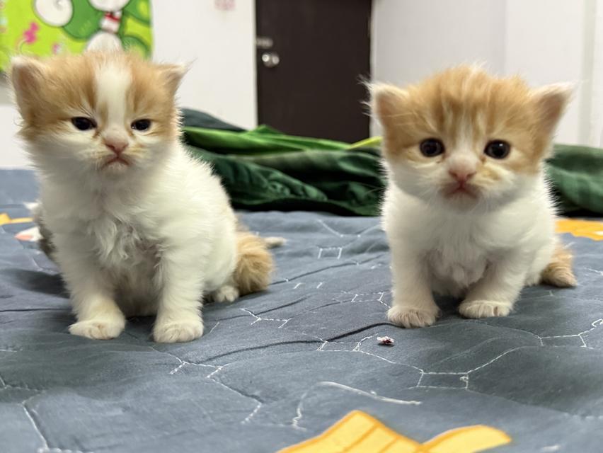 สัตว์เลี้ยง แมว เปอร์เซีย