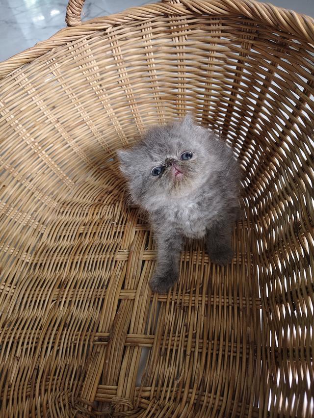 แมวเอ็กโซติกขนยาวแท้