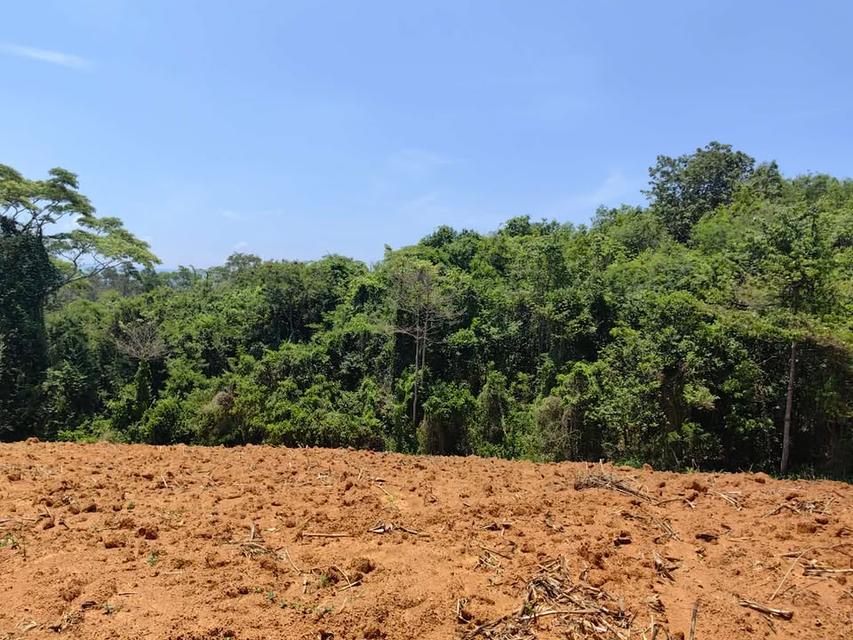 ที่ดินเปล่า 6 ไร่ 3 งาน 4.5 ล้าน บ.สวนห้อม อ.วังน้ำเขียว 9