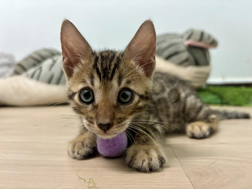 แมวเบงกอล