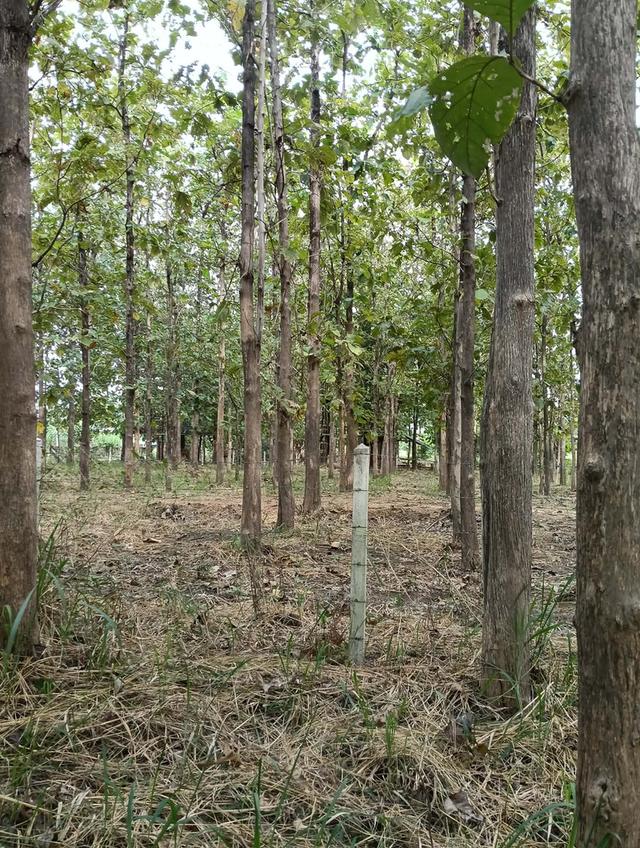 ที่ดินแบ่งขายสุพรรณบุรี 6