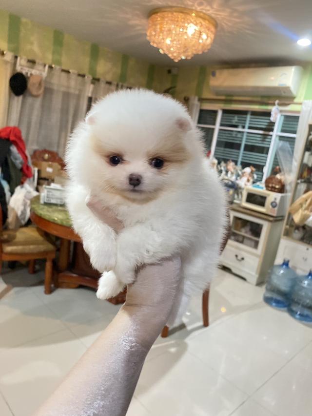 ลูกปอมปอมแท้ ต้ารัก พร้อมเลี้ยง