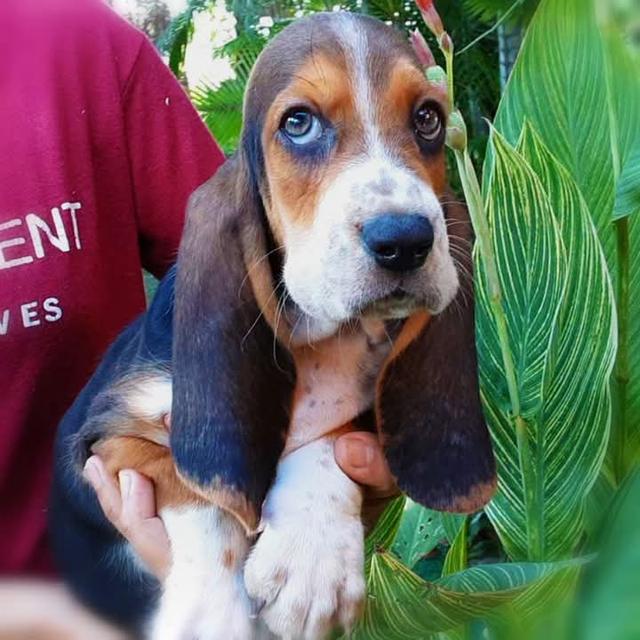 ปล่อยขาย Basset Hound เกรด A 2