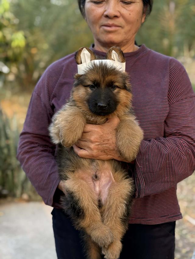 สุนัขเยอรมันเชพเพิร์ด หรือ แอลเซเชียน เป็นสายพันธุ์สุนัขสายพันธุ์หนึ่งที่มีถิ่นกำเนิดในประเทศเยอรมนี