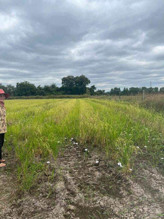 ขายที่ดิน 15 ไร่ ทำเลดี ติดกองบิน 4 ตาคลี เข้า ออกสะดวก น้ำไม่ท่วม 10