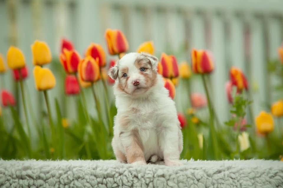 ลูกสุนัข Australian Shepherd สีน้ำตาลอ่อน 3