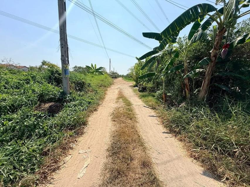 ขายที่ดิน 55 ตารางวาซอยดำรงชาติ หนองจอกกรุงเทพฯ 7