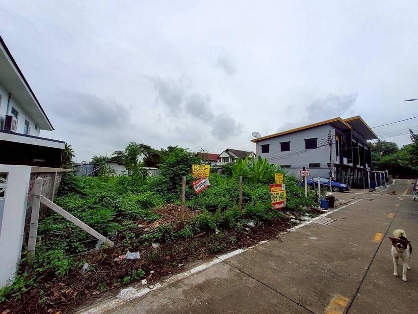 ขายถูก ที่ดินใกล้รถไฟฟ้าสายสีม่วง 103 ตารางวา แปลงมุม ติดถนนคอนกรีตสาธารณะ ซอยวัดไผ่เหลือง อ.บางบัวทอง จ.นนทบุรี 8