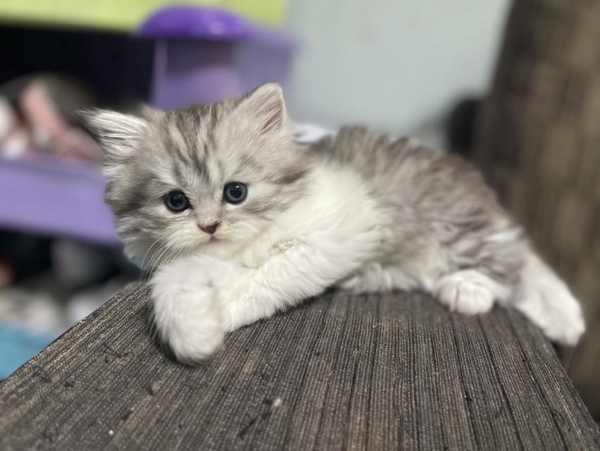 น้องเจ๊ไฝ(เพศเมีย)เกิด19/9/68 12