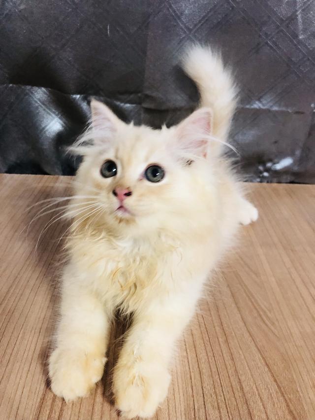 น้องแมวพันธุ์ หิมาลายันผสมชินชิล่า เพศผู้