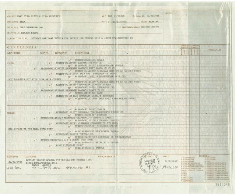 Pedigree Thai Bangkaew Puppies WhatsApp me : +66 63 826 3042 รูปย่อยที่ 2