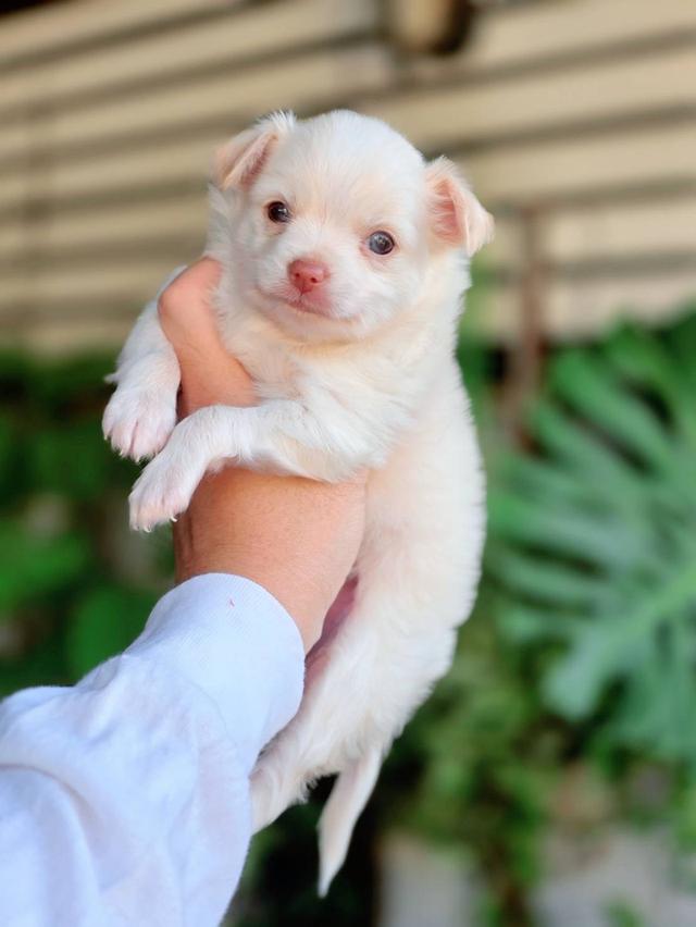 ชิวาวาแท้ ขนยาว พิกัดรามอินทรา รูปที่ 9